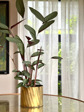 Load image into Gallery viewer, Brass Planter