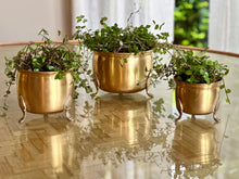 Load image into Gallery viewer, Brass Planter