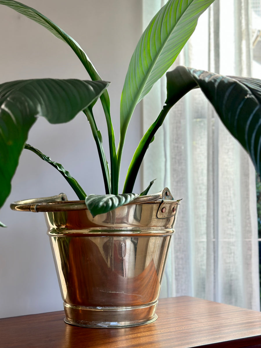 Vintage Brass Bucket/Planter RETREND
