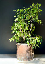 Load image into Gallery viewer, Large Vintage Brass Planter