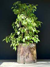 Load image into Gallery viewer, Large Vintage Brass Planter