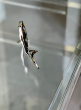 Load image into Gallery viewer, Murano Glass Fish - Small