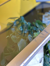 Load image into Gallery viewer, "Leon Manser" Haberdashery Cabinet