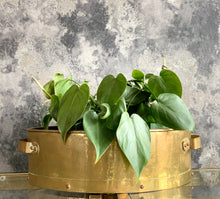 Load image into Gallery viewer, Vintage Brass Planters