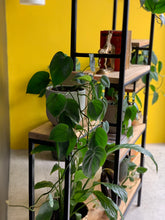 Load image into Gallery viewer, Steel & Wood Shelving Unit