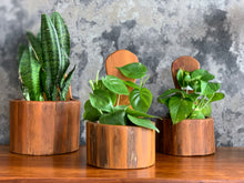 Load image into Gallery viewer, Set of Oregon Pine Plant Wall Mountable Holders