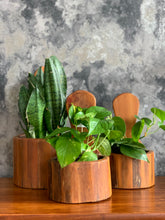 Load image into Gallery viewer, Set of Oregon Pine Plant Wall Mountable Holders