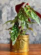 Load image into Gallery viewer, De Klerk Round Brass Planter