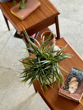Load image into Gallery viewer, Pair of Classic DS Vorster Pedestals
