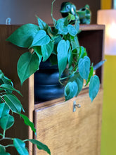 Load image into Gallery viewer, Versatile, Compact Cabinet
