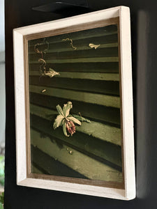 Orchid on Stairs (Fallen Orchid) - Tretchikoff Framed Print