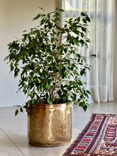 Load image into Gallery viewer, Brass Planter
