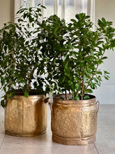 Load image into Gallery viewer, Brass Planter
