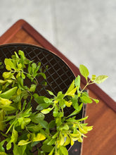 Load image into Gallery viewer, Stylistic Pedestal Copper Bowl with Removable Grid
